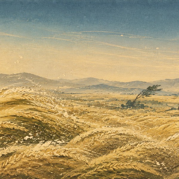 Blés sous le mistral - fresque panoramique de Provence : champ de blés couché en grande vague d'estampe, épis dorés en lignes co