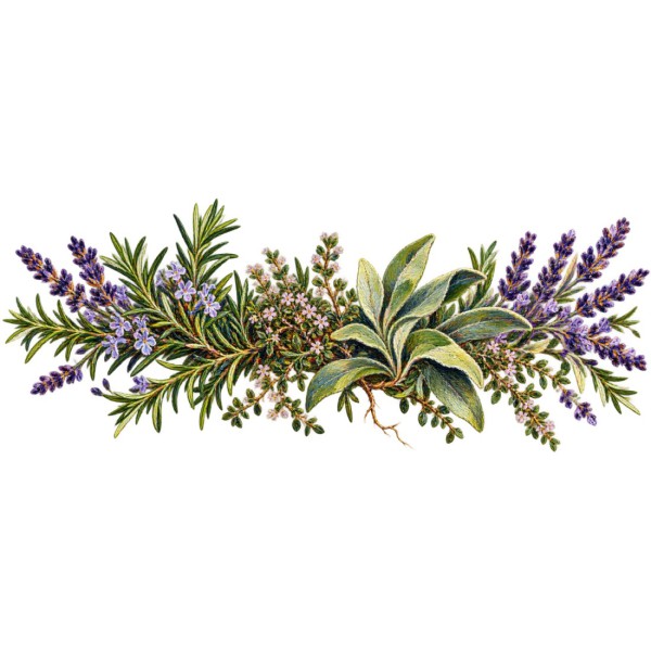 Mug Provence - Herbier de garrigue, décor à plat