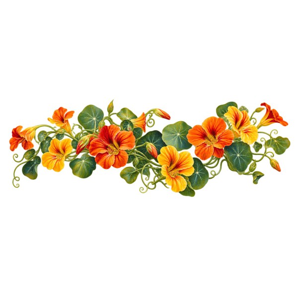 Mug fleurs - Capucines du jardin, façon carte postale, décor à plat
